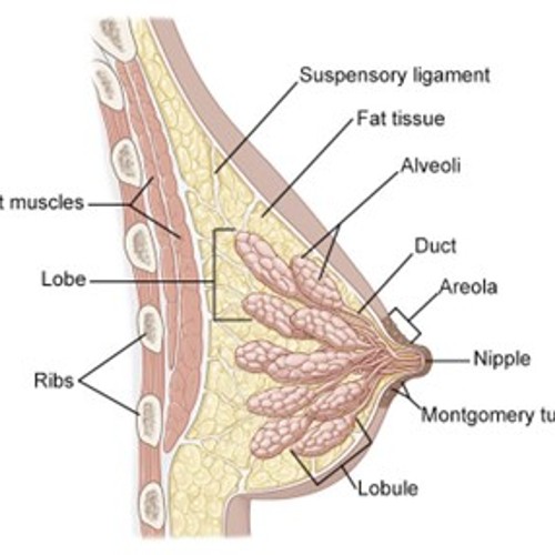 Anatomy of Breast